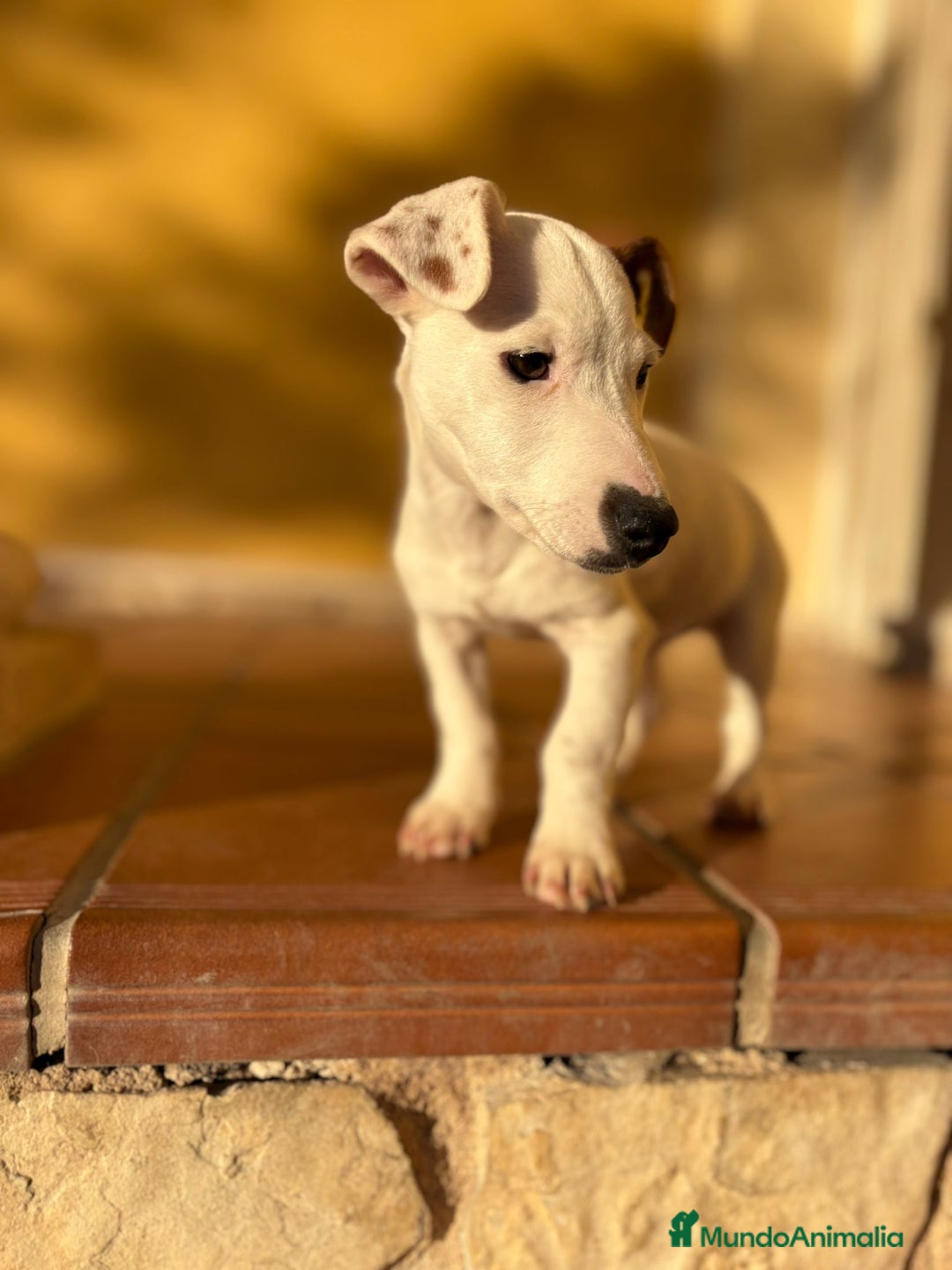 Jack Russell Terrier perros en venta: Cachorros de Jack russell  - Anuncio 9