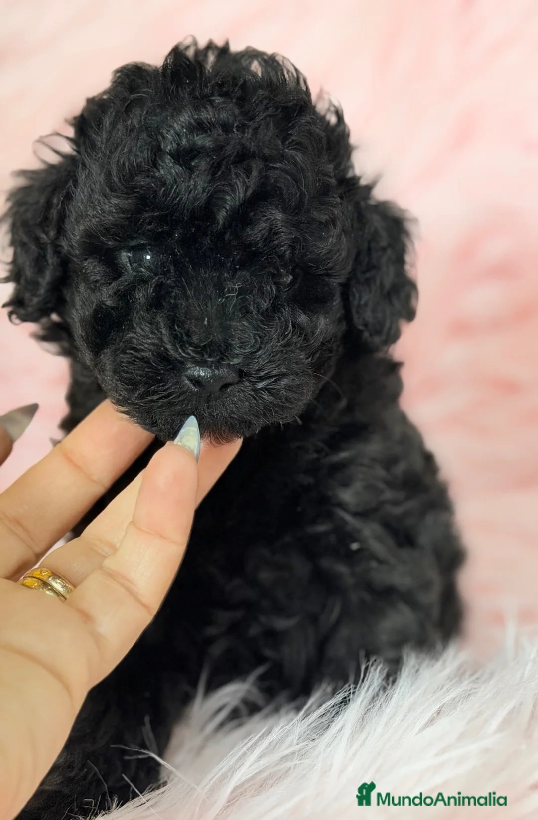 Caniche Toy perros en venta: Caniche Toy negra  - Anuncio 1