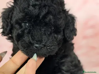 Caniche Toy perros Caniche Toy negra - Anuncio 2