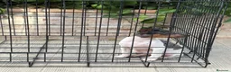 Gos Rater Valencià perros en venta: Cachorra ratera valenciano arlequín  - Anuncio 3