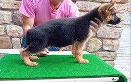 Pastor Alemán perros en venta: Pastores alemanes de CARMARGUT - Imagen 7