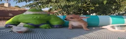 Chihuahua perros en venta: Chihuahuas mini toy - Anuncio 7