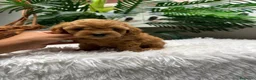 Caniche Toy perros en venta: CANICHE TOY - Anuncio 18