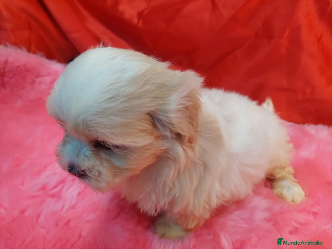 Shih Tzu perros en venta: SHIH TZU HEMBRA EXCLUSIVA  - Anuncio 2