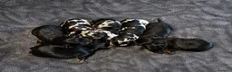 Pinscher Miniatura perros en venta: Pinscher Miniatura - Anuncio 2