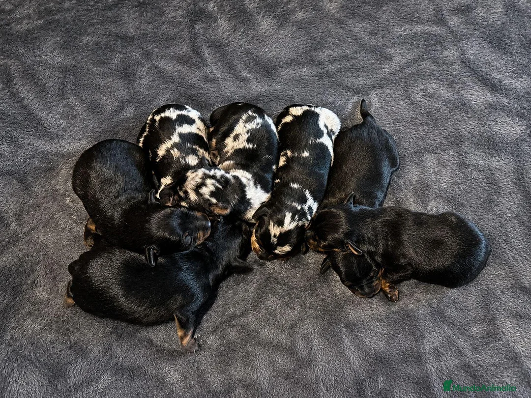 Pinscher Miniatura perros en venta: Pinscher Miniatura - Anuncio 2