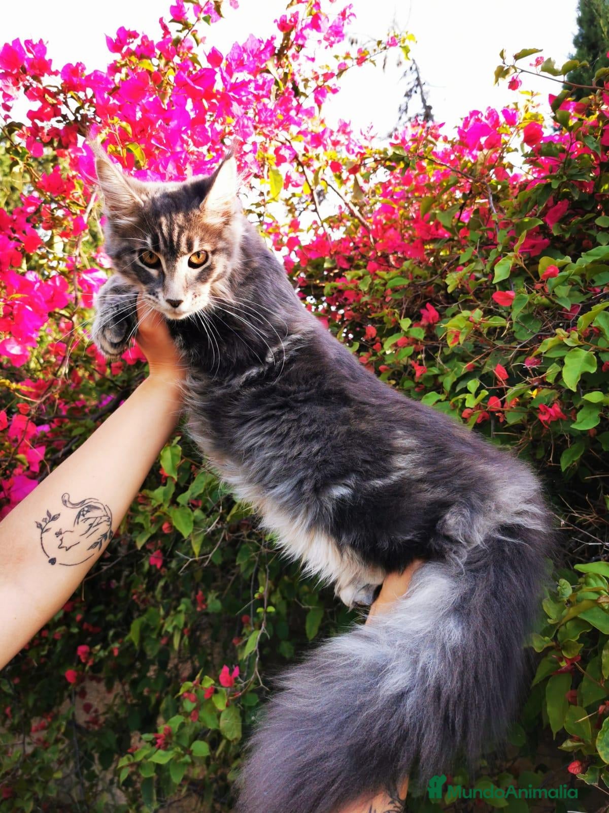 Maine Coon gatos Maine coon macho en venta. - Anuncio 1
