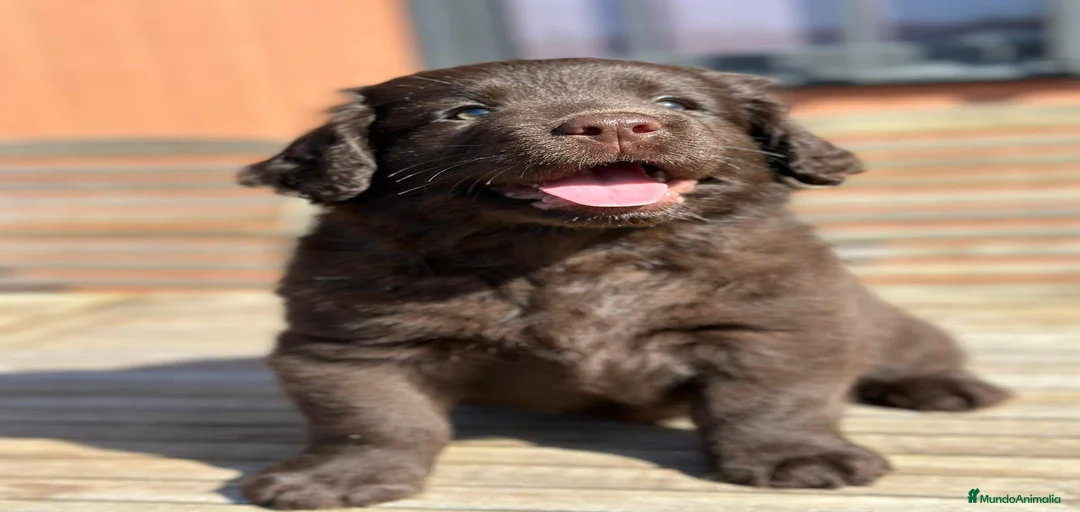 Imagen de galería {{count}}