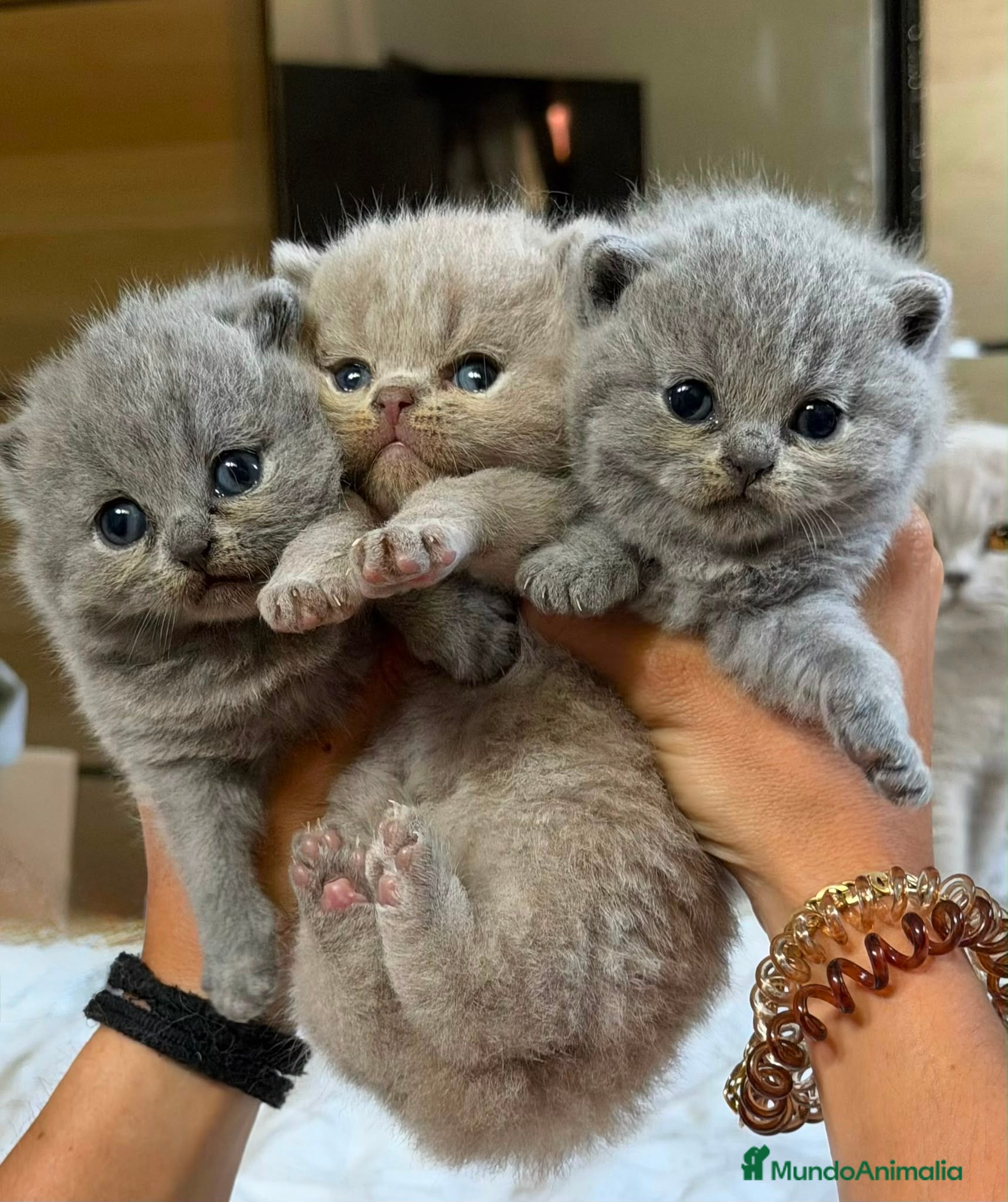 Británico de Pelo Corto Azul gatos Cachorro British Shorthair  - Anuncio 1