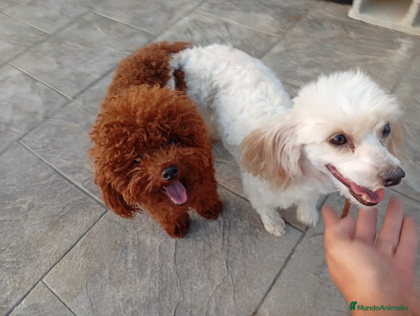 Maltipoo perros Maltipoo roja hembra  - Anuncio 4