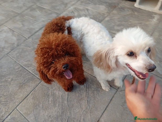 Maltipoo perros - Anuncio 3