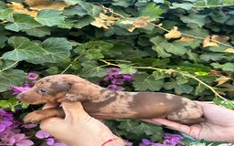 Teckel Miniatura perros en venta: teckel arlequin chocolate  - Imagen 4