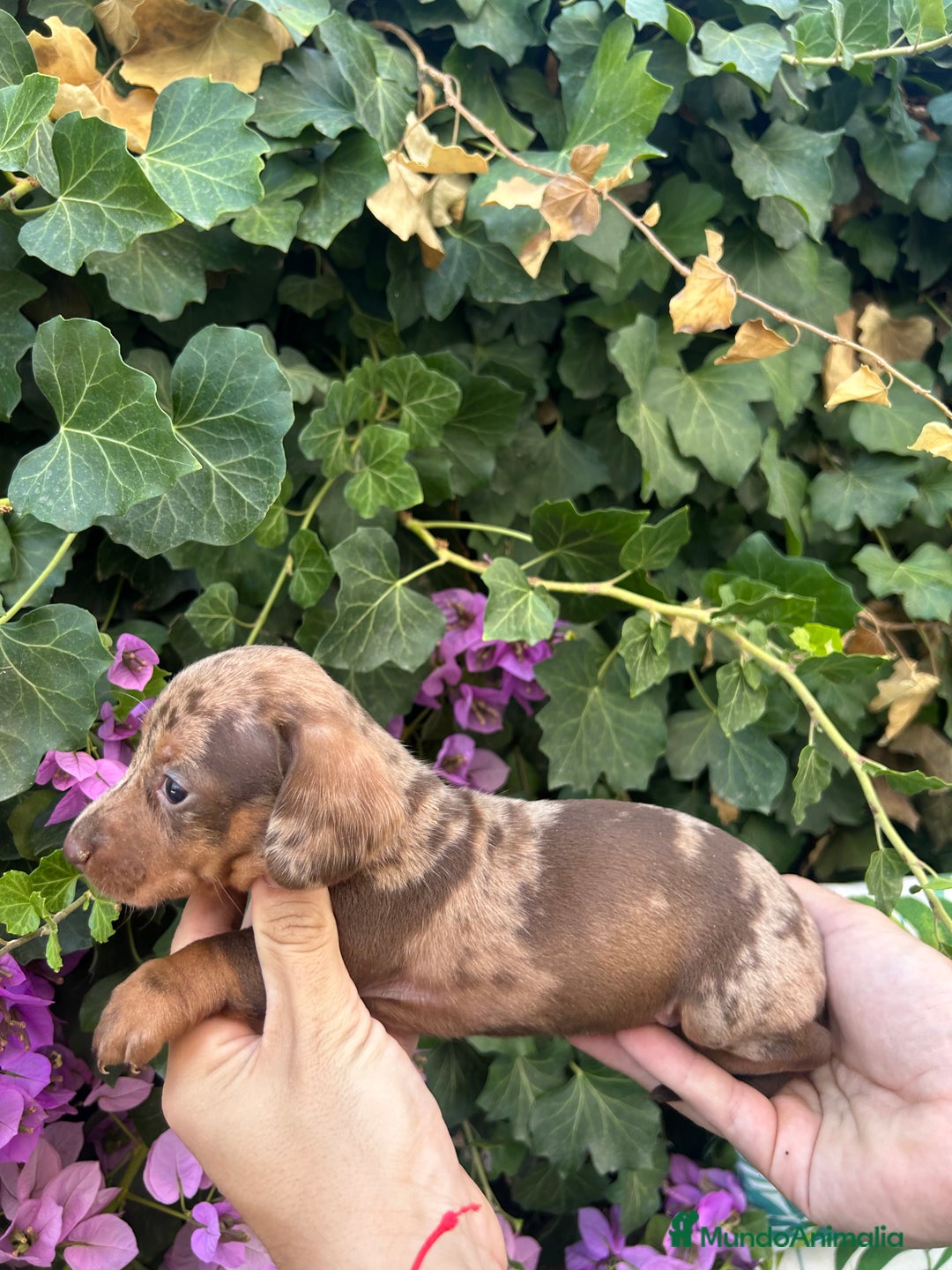 Teckel Miniatura perros en venta: teckel arlequin chocolate  - Imagen 4