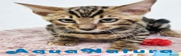 Bengalí gatos en venta: Bengali Macho 5875 - AQUANATURA en Barcelona - Anuncio 2