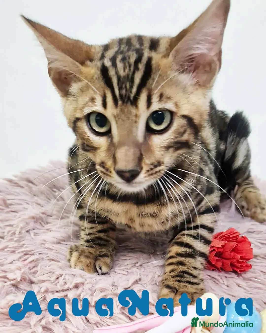 Bengalí gatos en venta: Bengali Macho 5875 - AQUANATURA en Barcelona - Anuncio 2