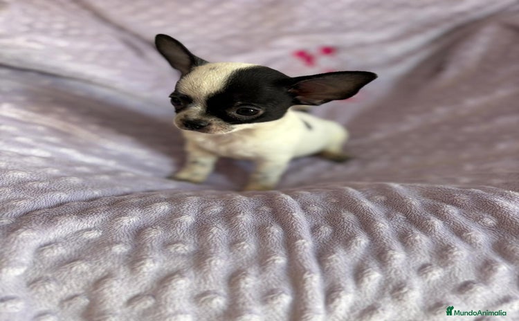 Chihuahua perros - Anuncio 3