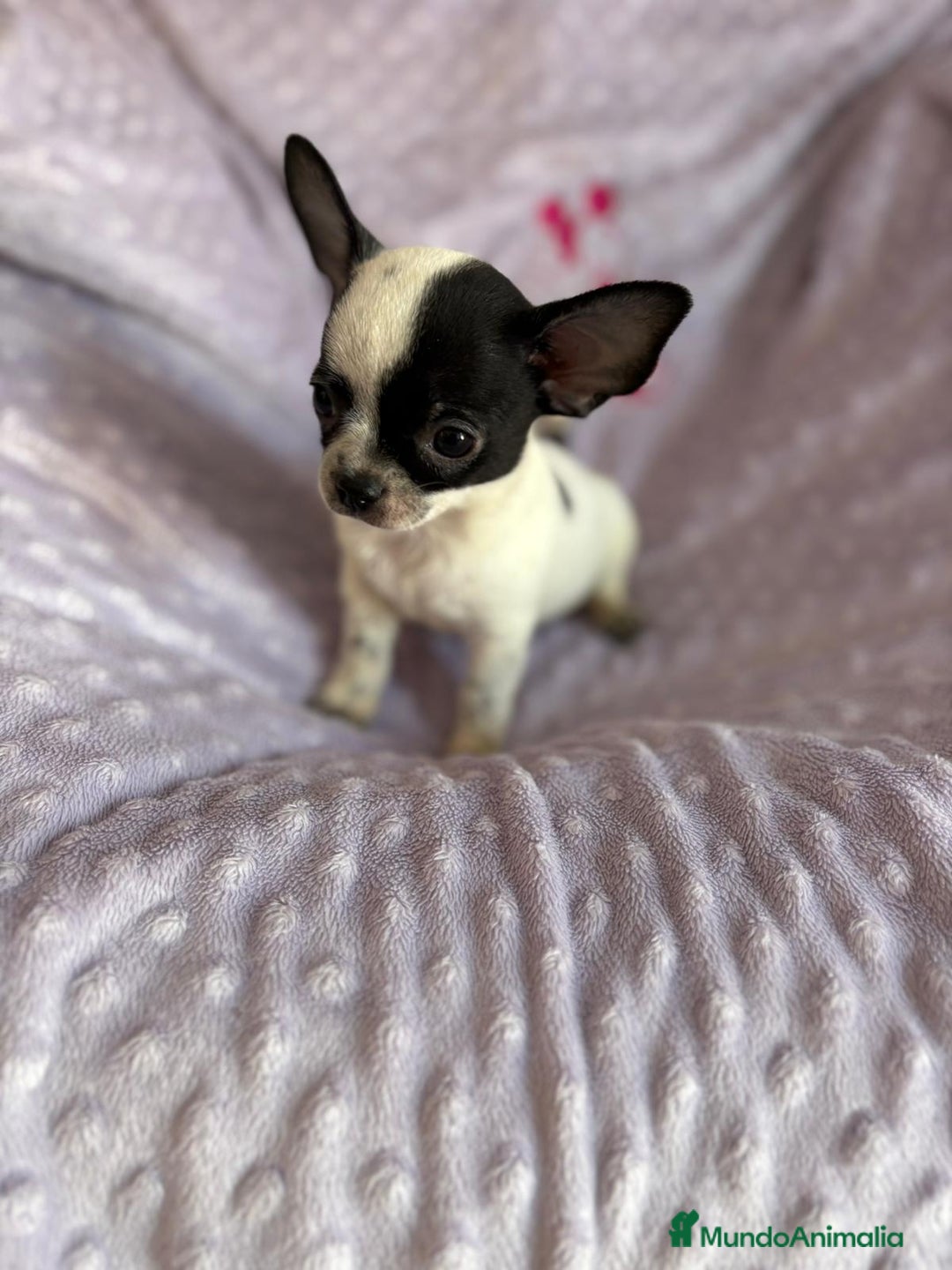 Chihuahua perros en venta: Chihuahua mini toy - Imagen 1