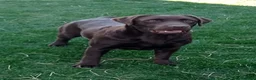 Labrador Retriever perros en venta: Labradores de Quercuscan - Anuncio 2
