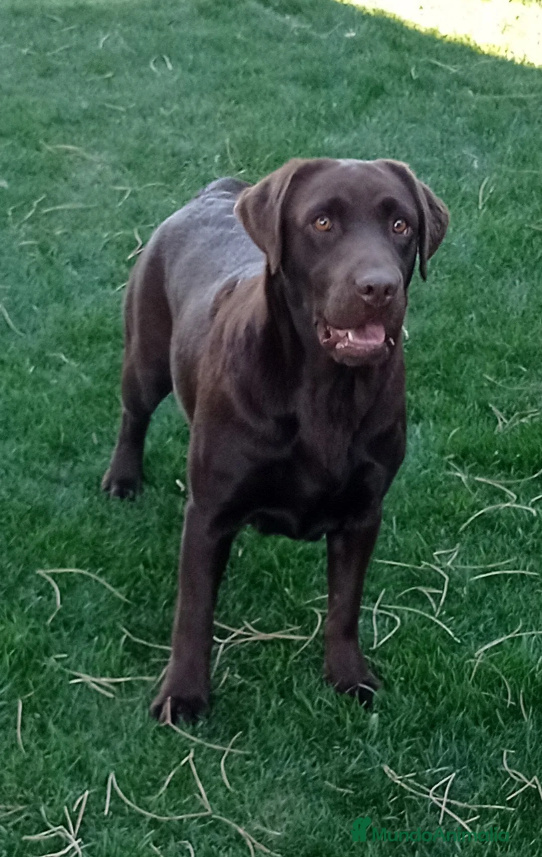 Labrador Retriever perros en venta: Labradores de Quercuscan - Anuncio 2