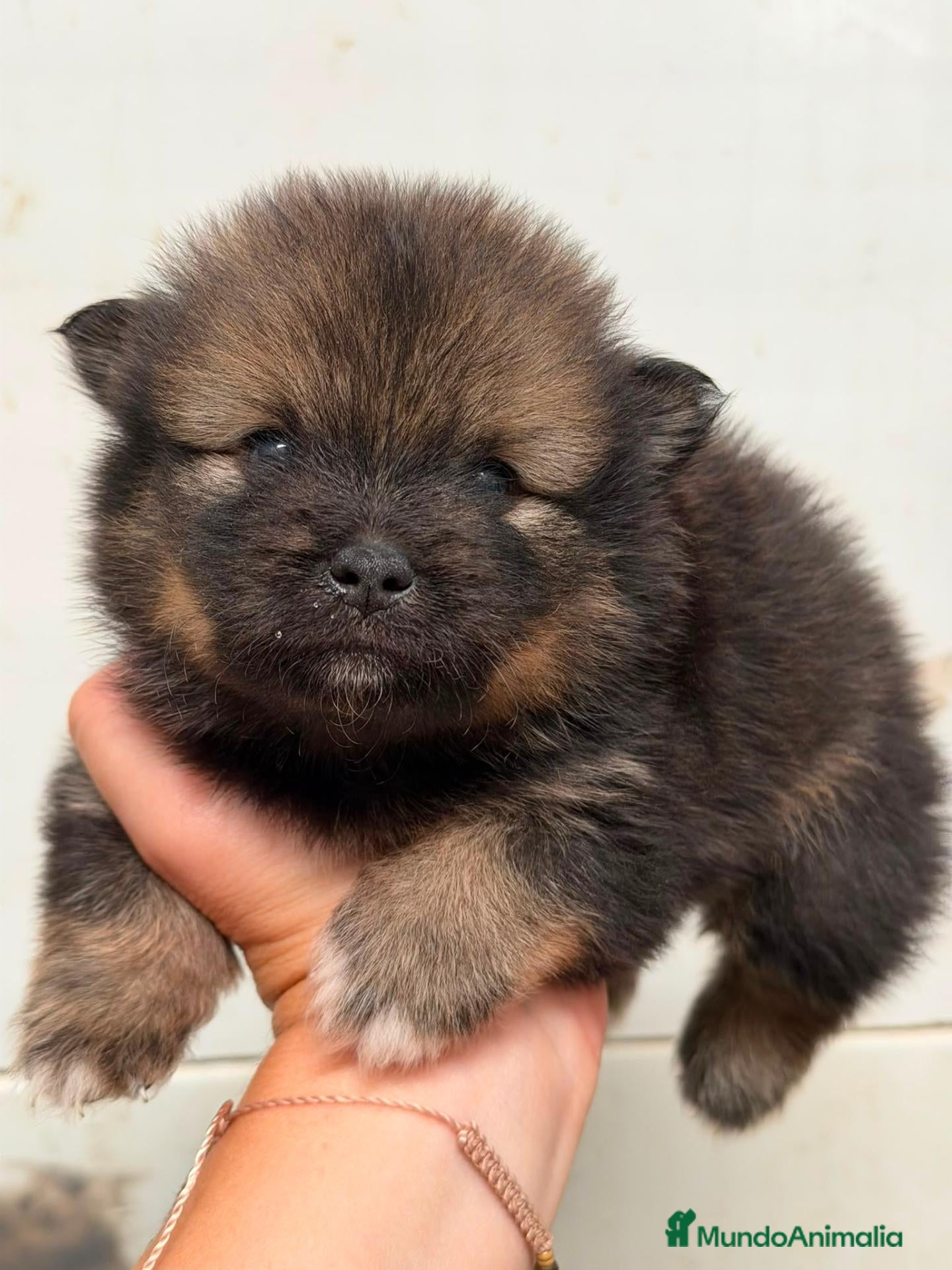 Pomerania perros POMERANIA - Anuncio 1