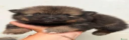 Pomerania perros en venta: POMERANIA - Anuncio 1