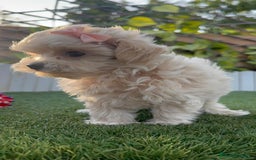 Maltipoo perros en venta: MALTIPOO MACHO - Imagen 2
