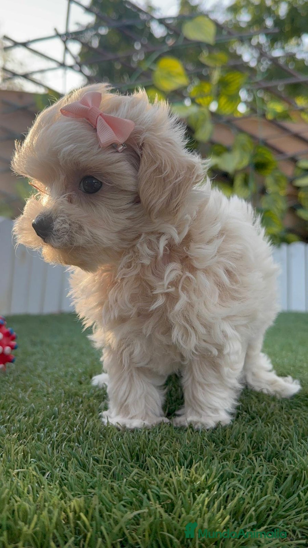 Maltipoo perros en venta: MALTIPOO MACHO - Imagen 2