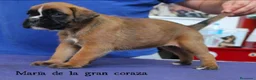 Boxer perros en venta: Cachorros boxer de alta selección  - Anuncio 6