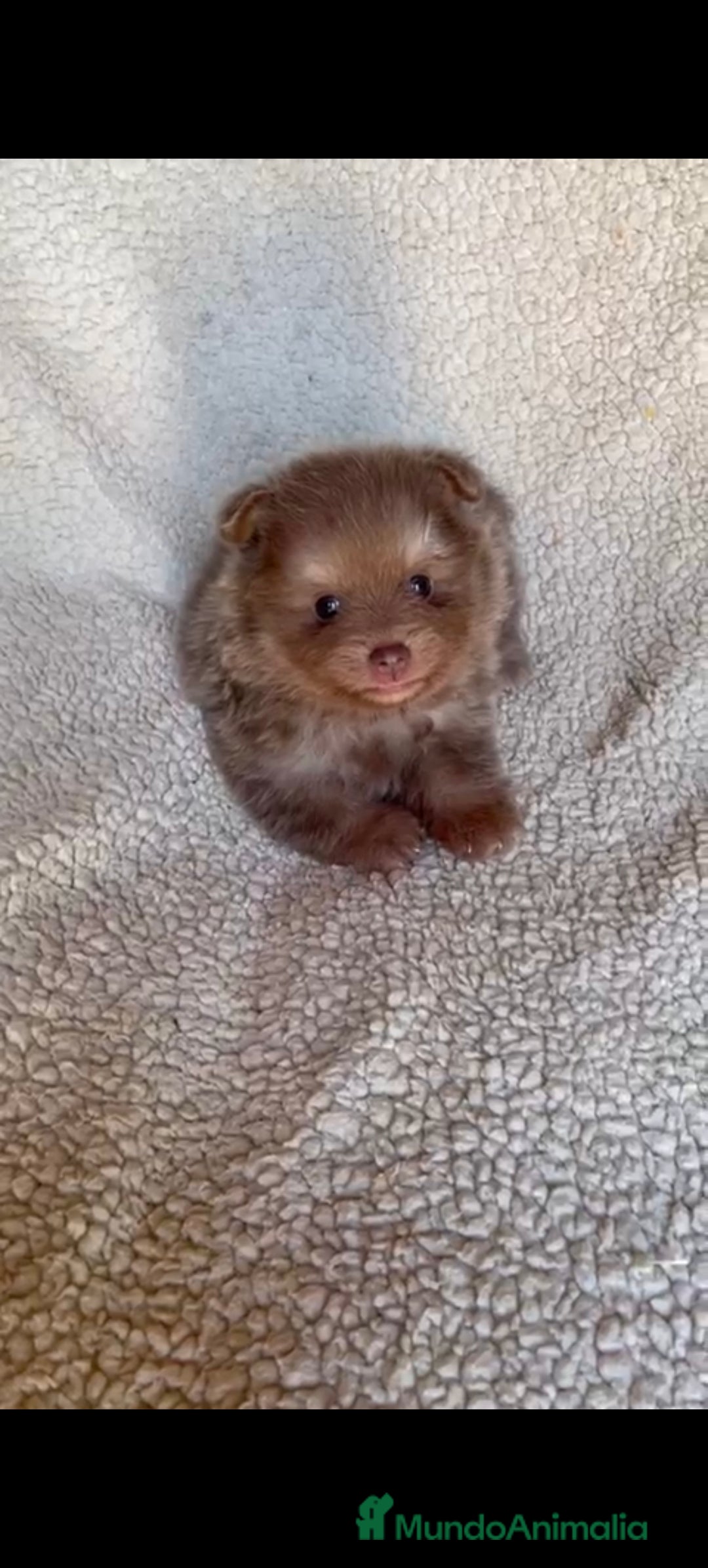 Pomerania perros en venta: Pomerania toys hembra  - Imagen 1