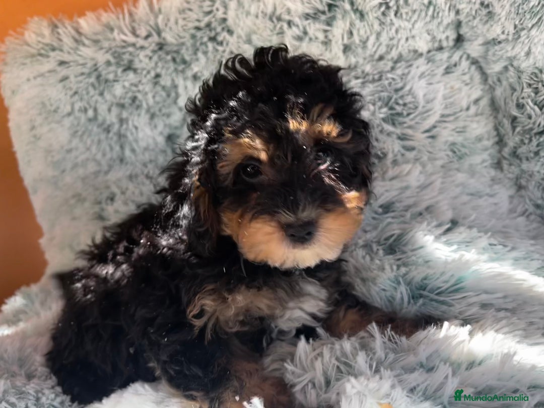 Caniche Toy perros en venta: Caniches toy - Imagen 14