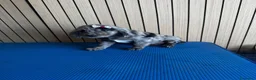 Cocker Spaniel Americano perros en venta: Cachorros cocker - Anuncio 7