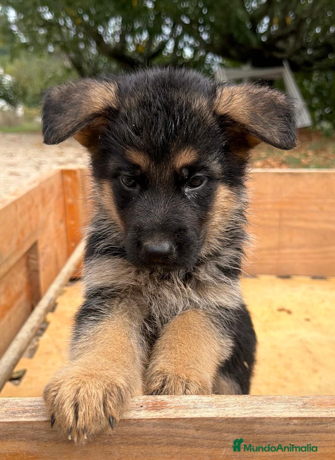 Pastor Alemán perros Cachorros pastor alemán Pedigree excelente  - Anuncio 2