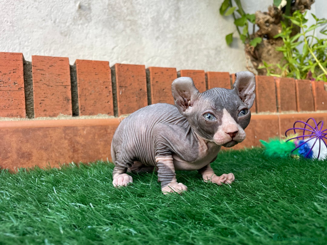Sphynx gatos en venta: Sphynx  - Imagen 1