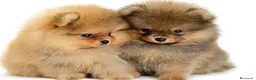 Pomerania perros en venta: POMERANIA TOY, VARIOS COLORES DISPONIBLES.  - Anuncio 2