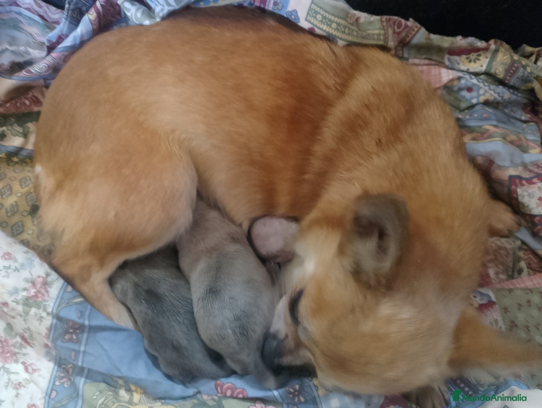 Chihuahua perros en venta: Camada de chihuahua toy  - Imagen 1
