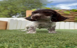 Cocker Spaniel Inglés perros en venta: COCKER SPANIEL RUANO - Imagen 10