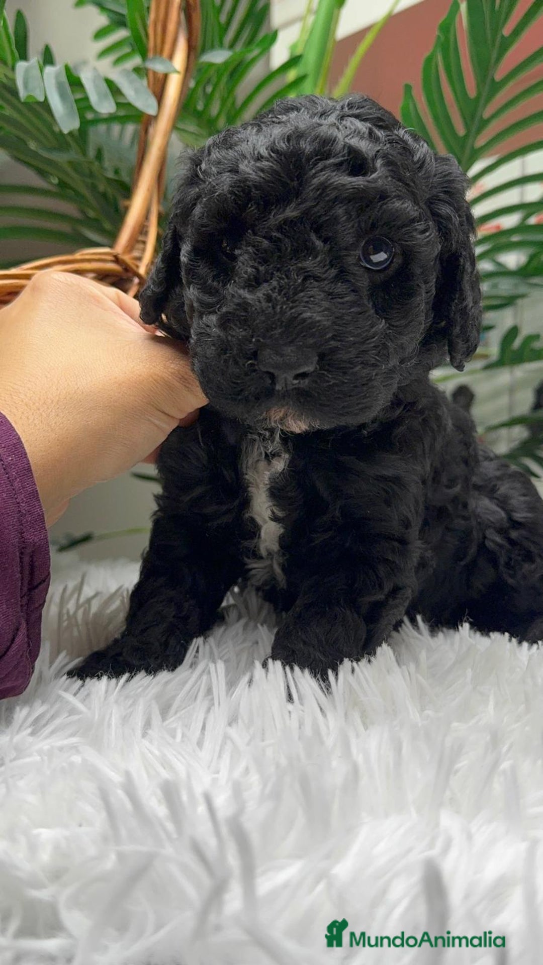 Perro de Agua Español perros en venta: PERRO DE AGUA ESPAÑOL - Anuncio 3