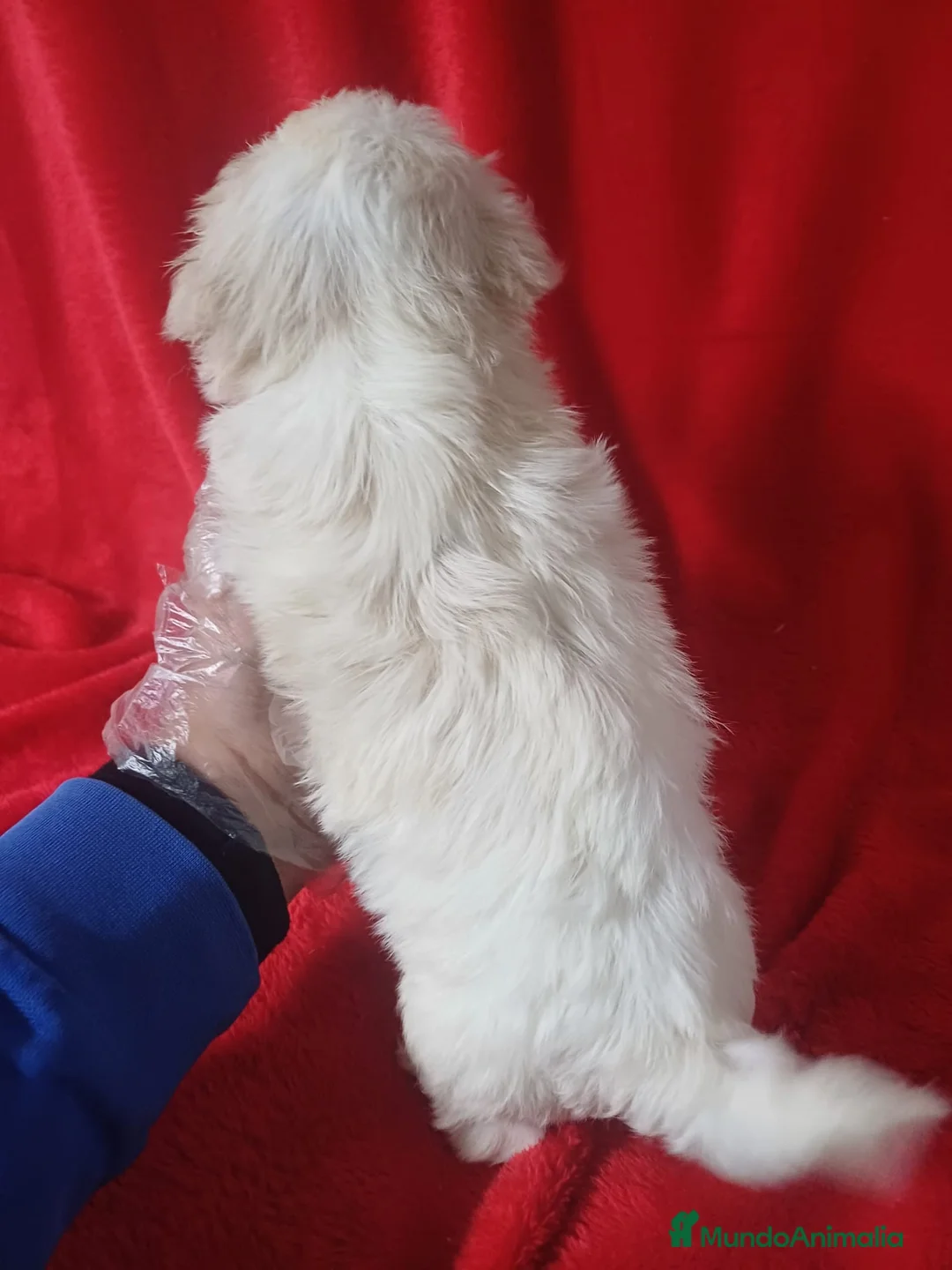 Bichón Maltés perros en venta: Bichon Maltés Americano  - Anuncio 3