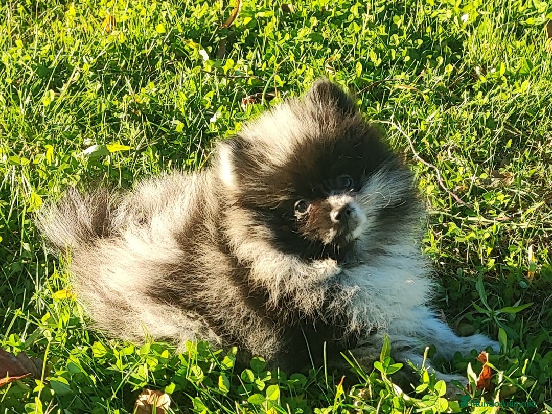 Pomerania perros en venta: Pomerania - Anuncio 2