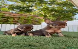Chihuahua perros en venta: CHIHUAHUA CHOCOLATE & TAN - Imagen 14