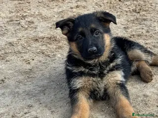 Pastor Alemán perros CACHORROS DE PASTOR ALEMAN - Anuncio 1