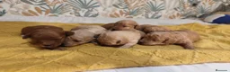 Caniche Toy perros en venta: Caniches PraoToro  en Zaragoza - Anuncio 7
