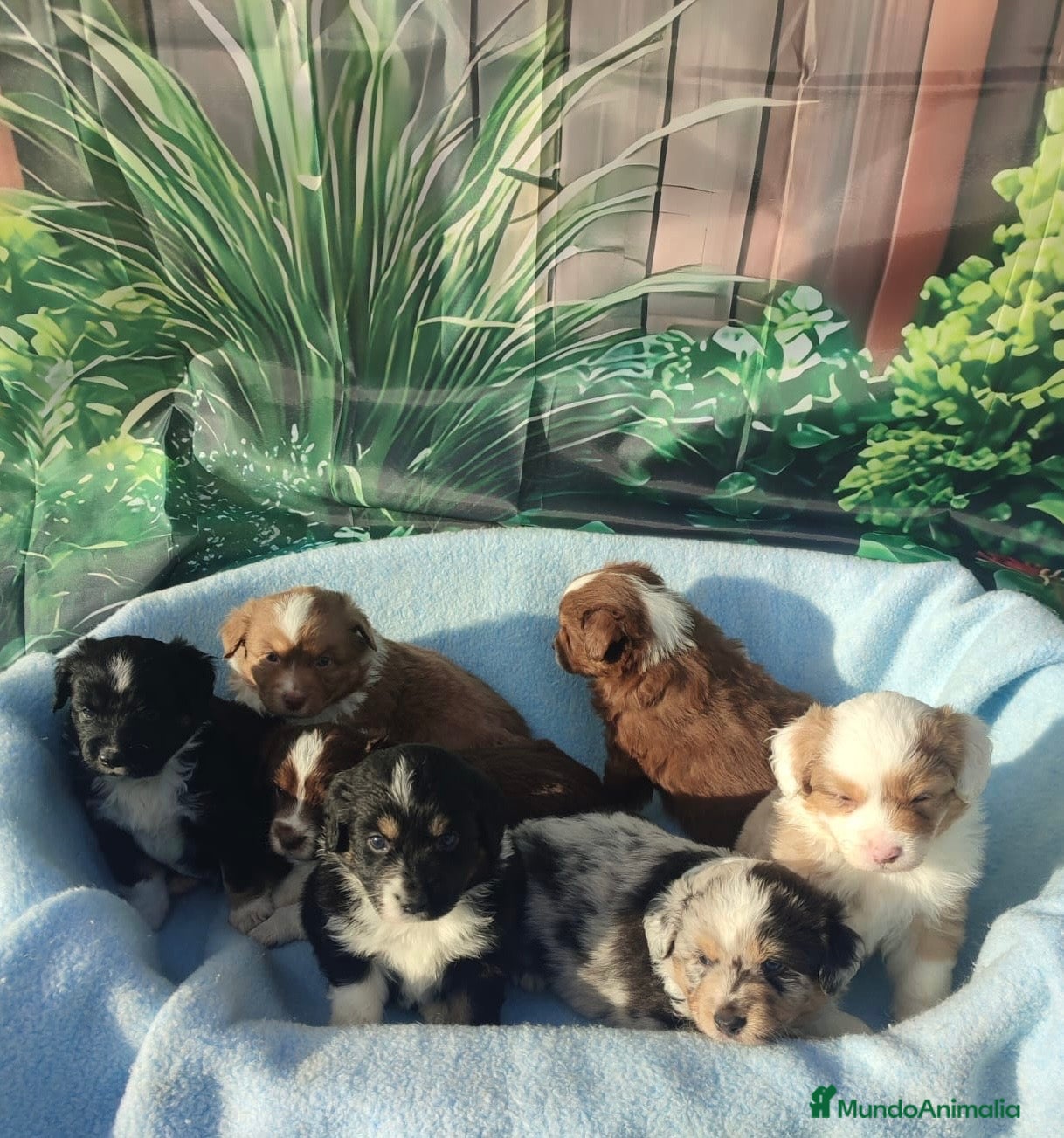 Pastor Miniatura Americano perros CACHORROS PASTOR AMERICANO MINIATURA - Anuncio 1