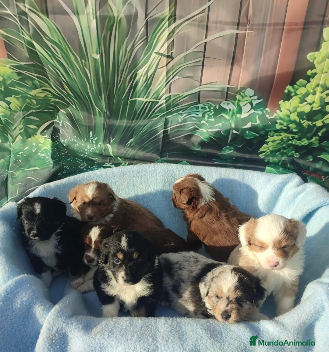 Pastor Miniatura Americano perros en venta: CACHORROS PASTOR AMERICANO MINIATURA - Anuncio 1