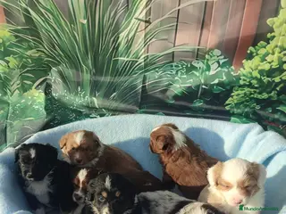 Pastor Miniatura Americano perros CACHORROS PASTOR AMERICANO MINIATURA - Anuncio 1