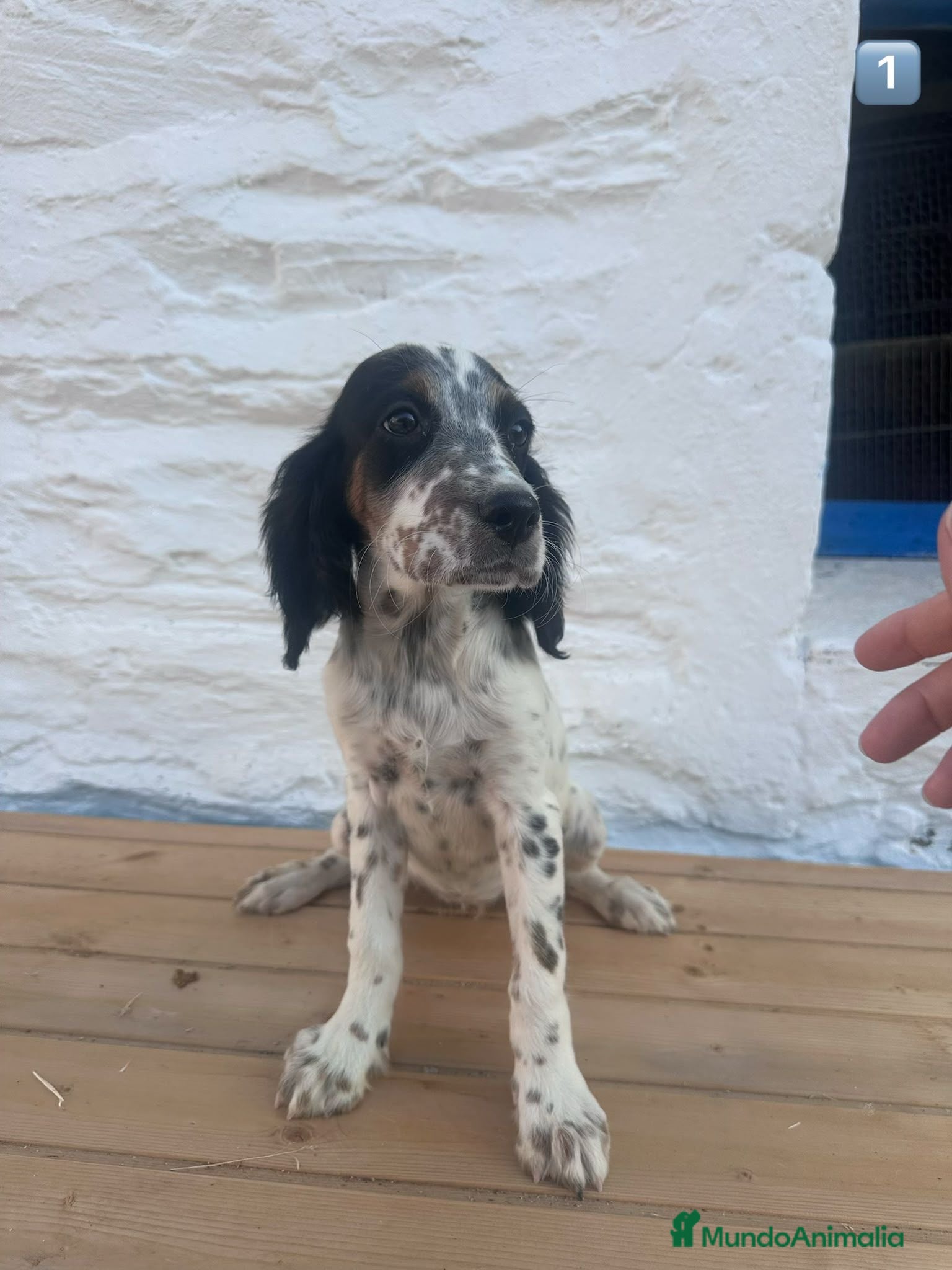 Setter Inglés perros Setter Ingles  - Anuncio 2