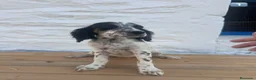 Setter Inglés perros en venta: Setter Ingles  - Anuncio 1