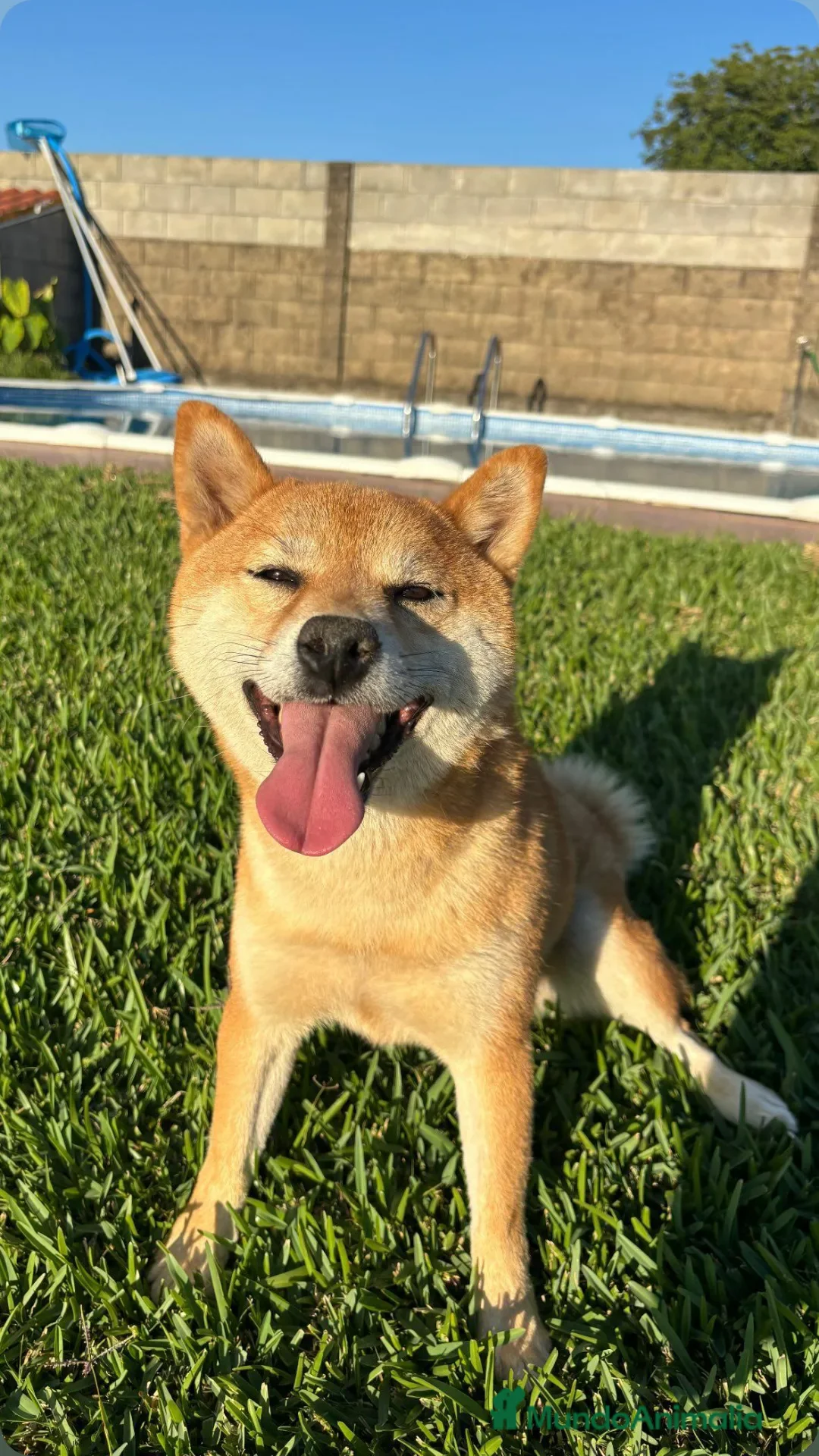 Shiba Inu perros en venta: SHIBA INU PONTEVEDRA - Anuncio 2