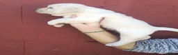 Labrador Retriever perros en venta: Labrador retriever macho dorado🐾🩵 - Anuncio 3