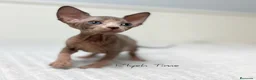 Sphynx gatos en venta: Gatitos Sphynx - Anuncio 4